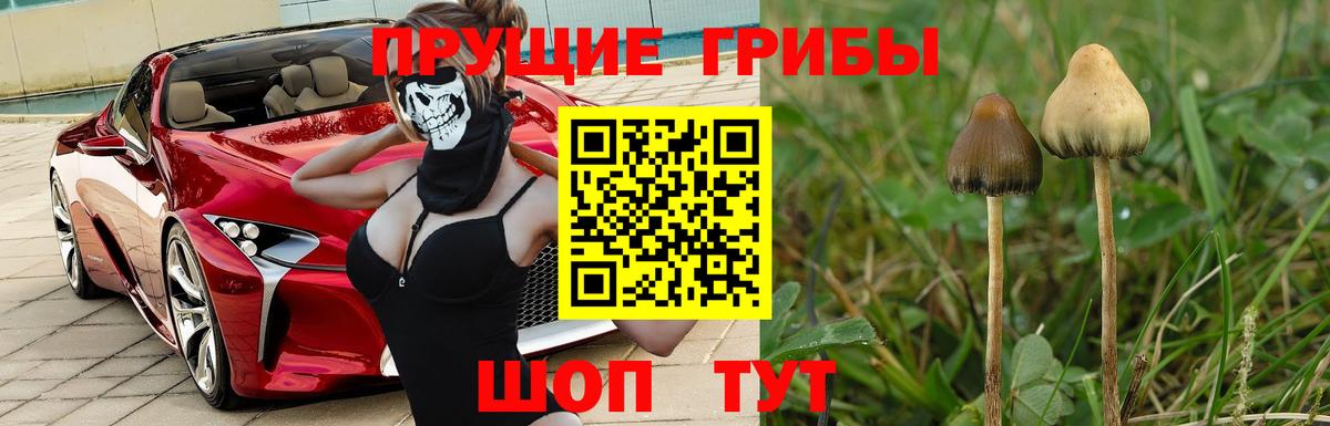 Псилоцибиновые грибы Psilocybe Моршанск
